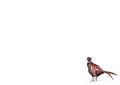 Pheasant 'Strolling' Boxed Notecard Set