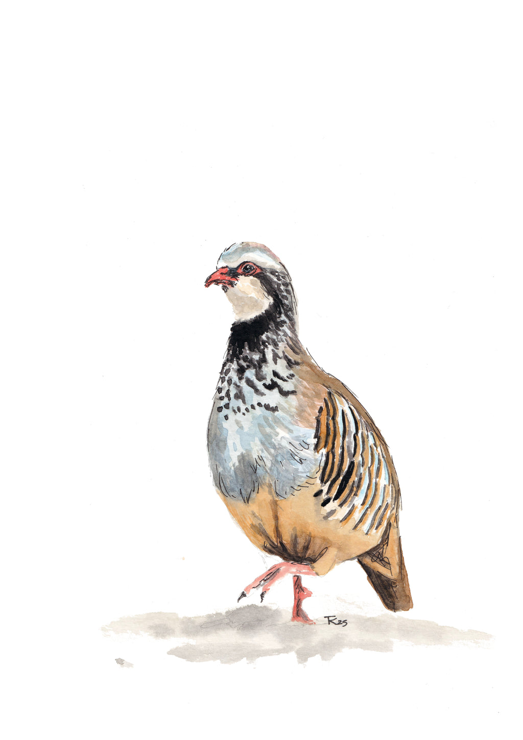 Partridge II Art Print