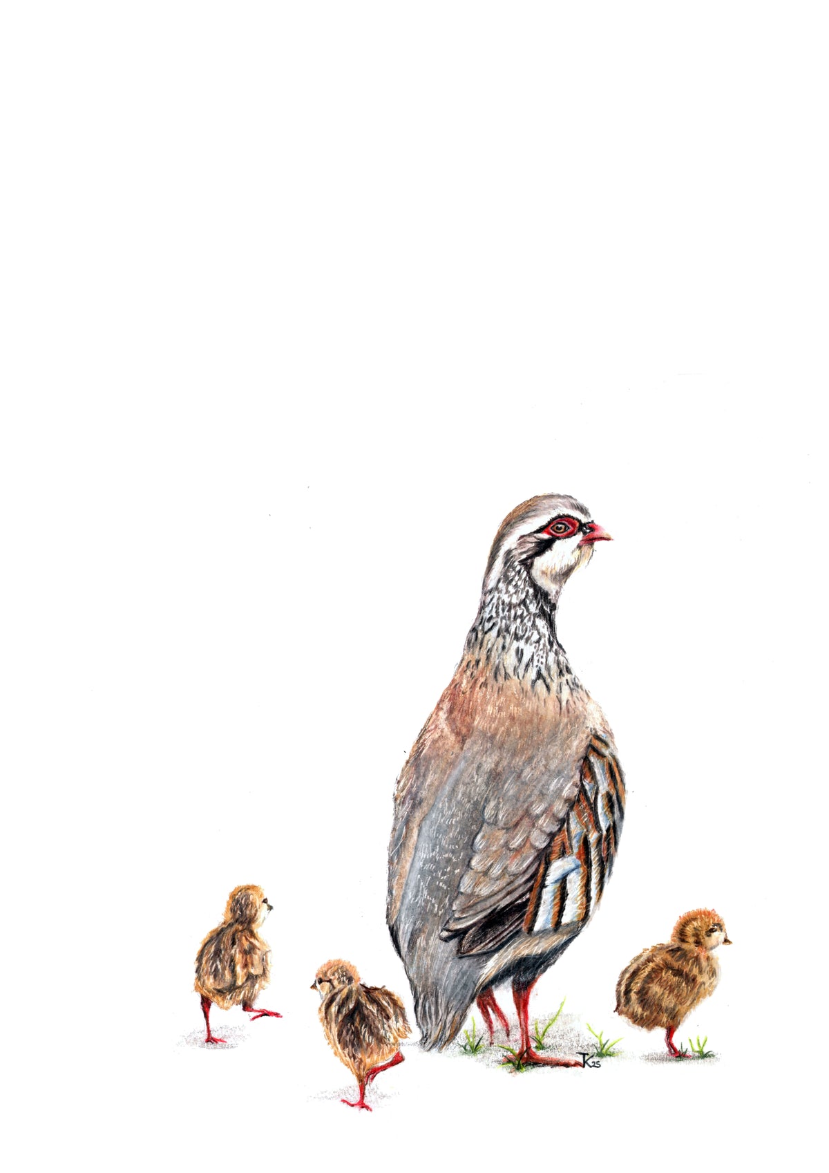 Partridge and Chicks Art Print